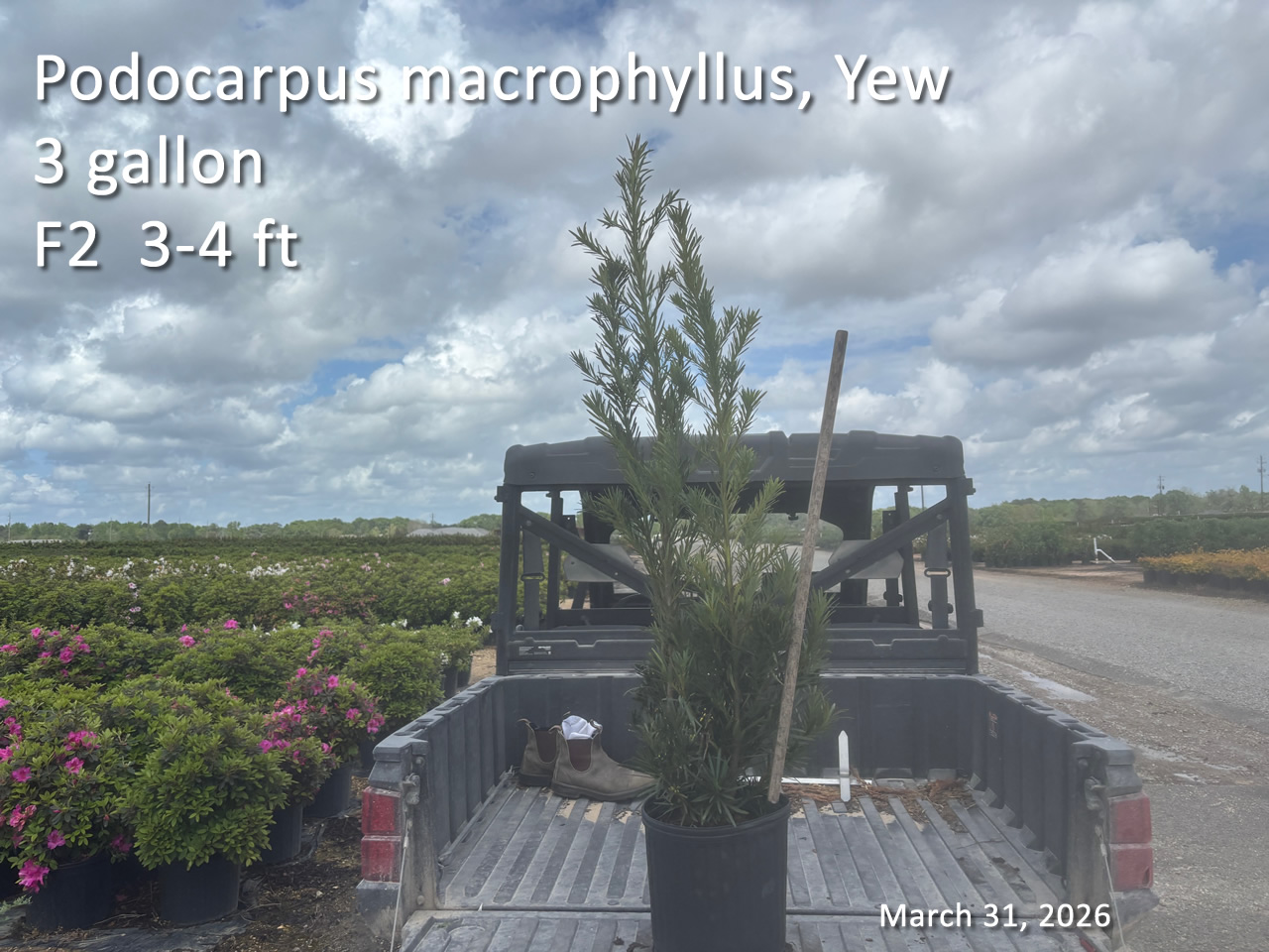 gallery/yew3 f2 mar31.jpg